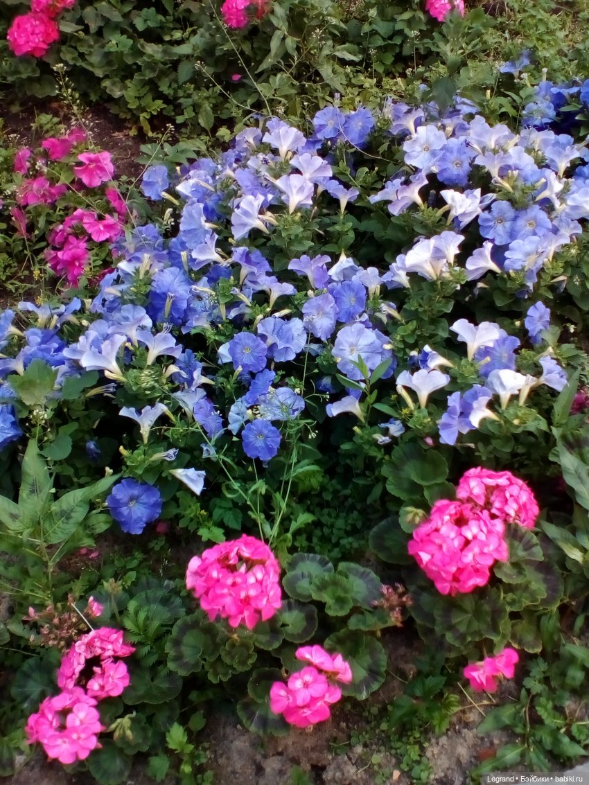 Петербург. Лукум в Парадном квартале и магазине Kuchenland | Бэйбики Петербург. Лукум в Парадном квартале и магазине Kuchenland (фото 8)