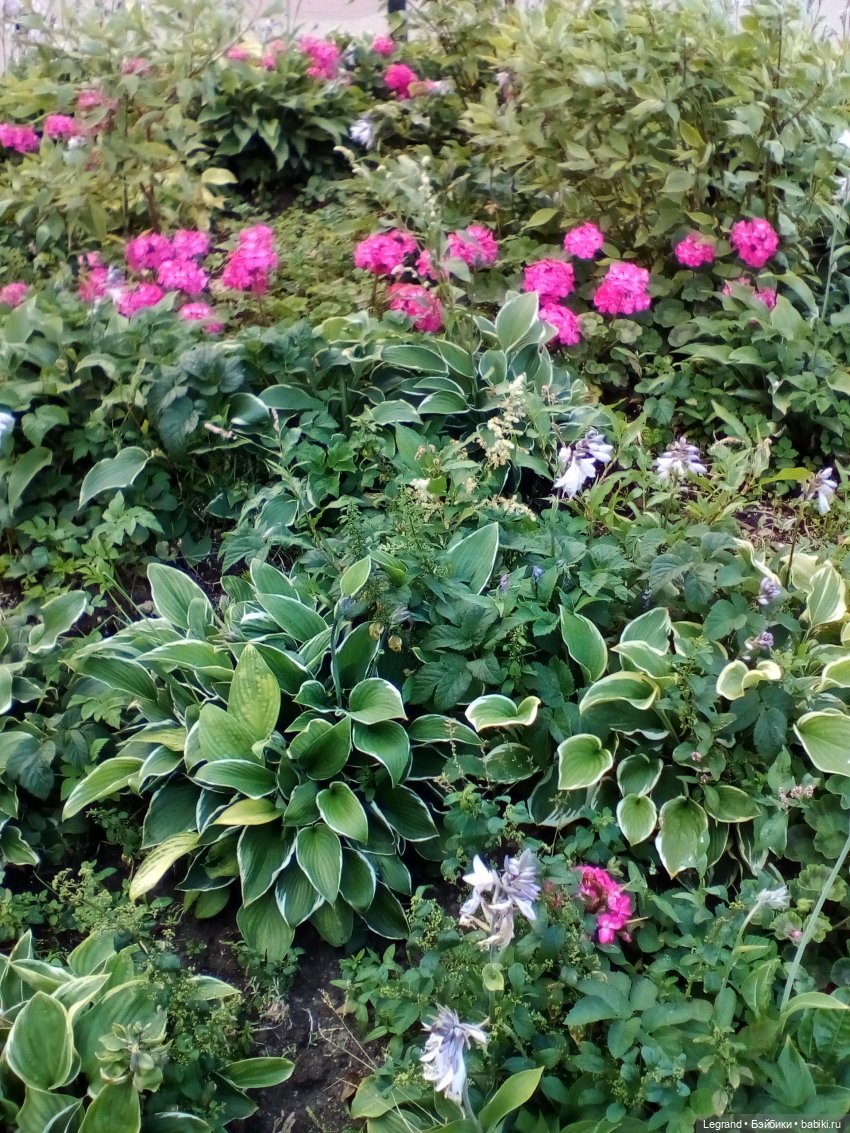 Петербург. Лукум в Парадном квартале и магазине Kuchenland | Бэйбики Петербург. Лукум в Парадном квартале и магазине Kuchenland (фото 7)