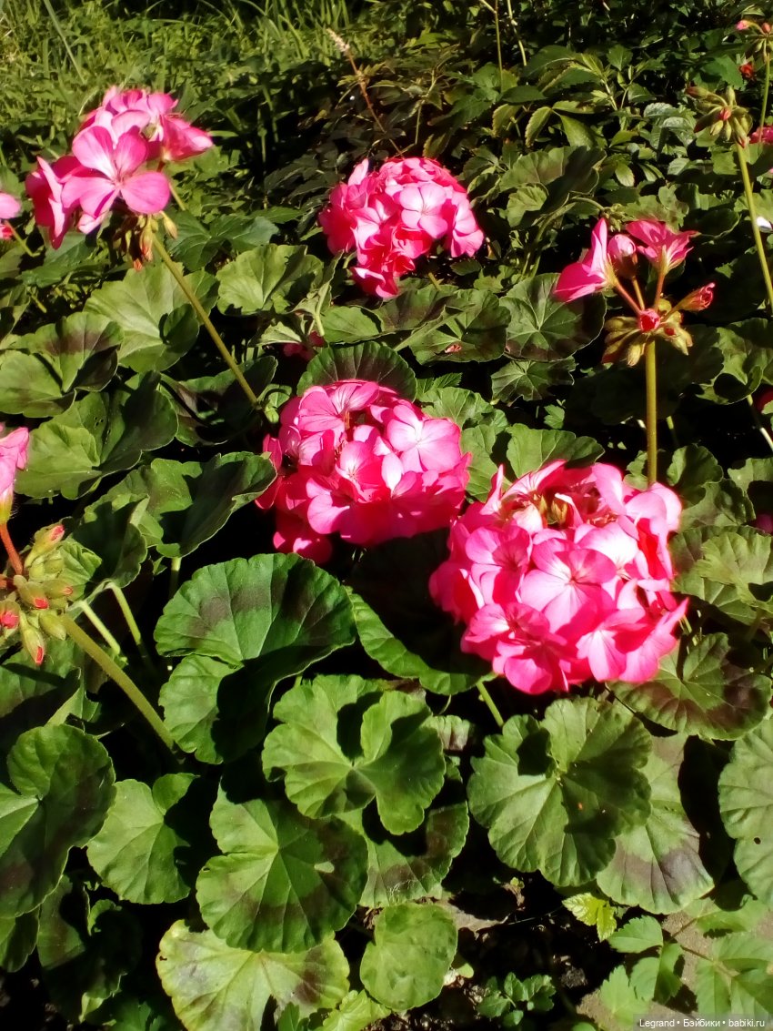 Петербург. Лукум в Парадном квартале и магазине Kuchenland | Бэйбики Петербург. Лукум в Парадном квартале и магазине Kuchenland