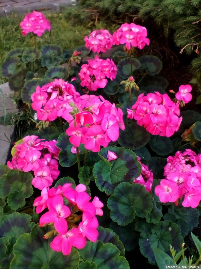 Петербург. Лукум в Парадном квартале и магазине Kuchenland | Бэйбики Петербург. Лукум в Парадном квартале и магазине Kuchenland