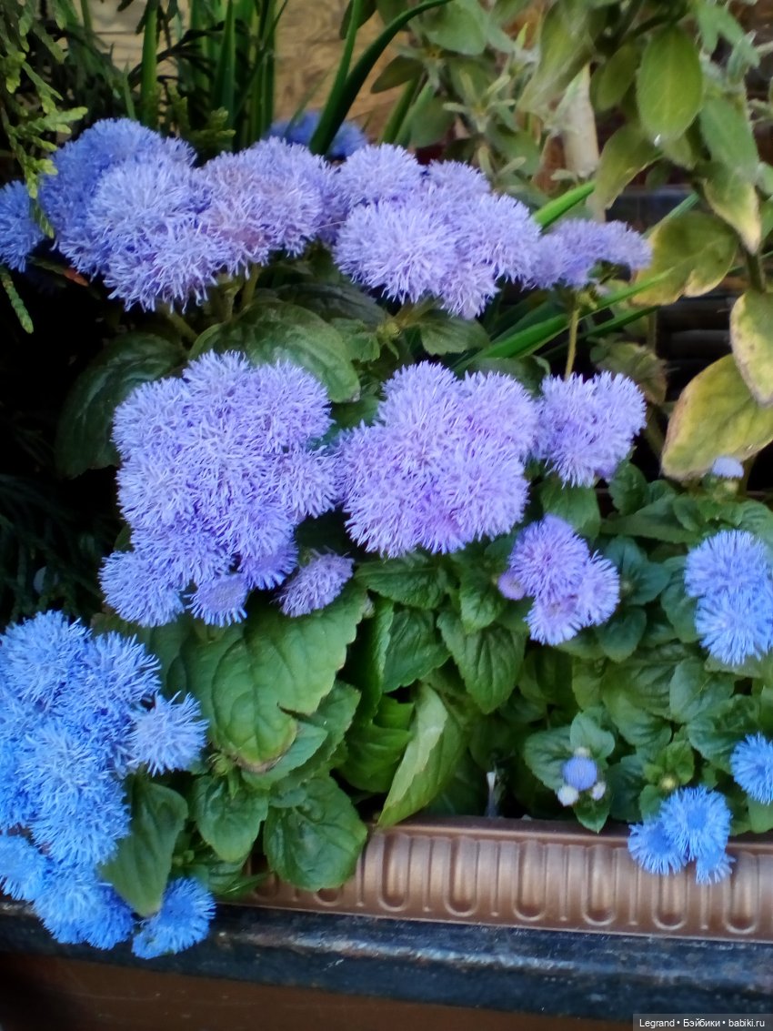 Петербург. Лукум в Парадном квартале и магазине Kuchenland | Бэйбики Петербург. Лукум в Парадном квартале и магазине Kuchenland (фото 6)