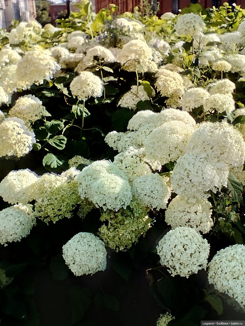 Петербург. Лукум в Парадном квартале и магазине Kuchenland | Бэйбики Петербург. Лукум в Парадном квартале и магазине Kuchenland