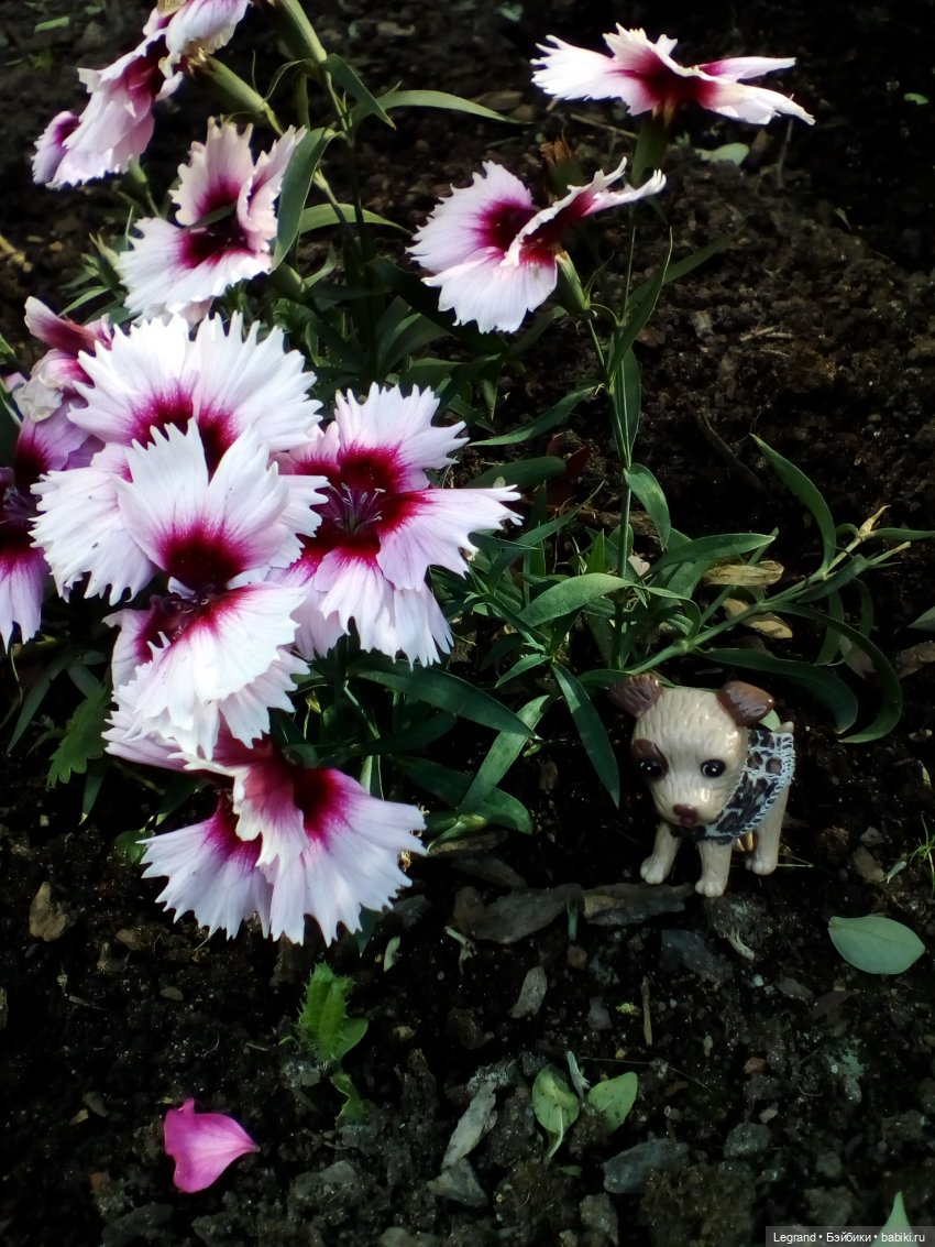 Петербург. Лукум в Парадном квартале и магазине Kuchenland | Бэйбики Петербург. Лукум в Парадном квартале и магазине Kuchenland