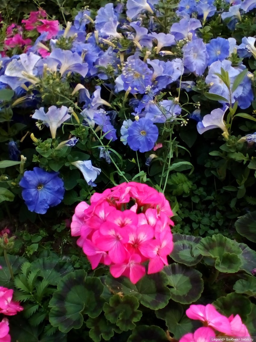 Петербург. Лукум в Парадном квартале и магазине Kuchenland | Бэйбики Петербург. Лукум в Парадном квартале и магазине Kuchenland (фото 9)