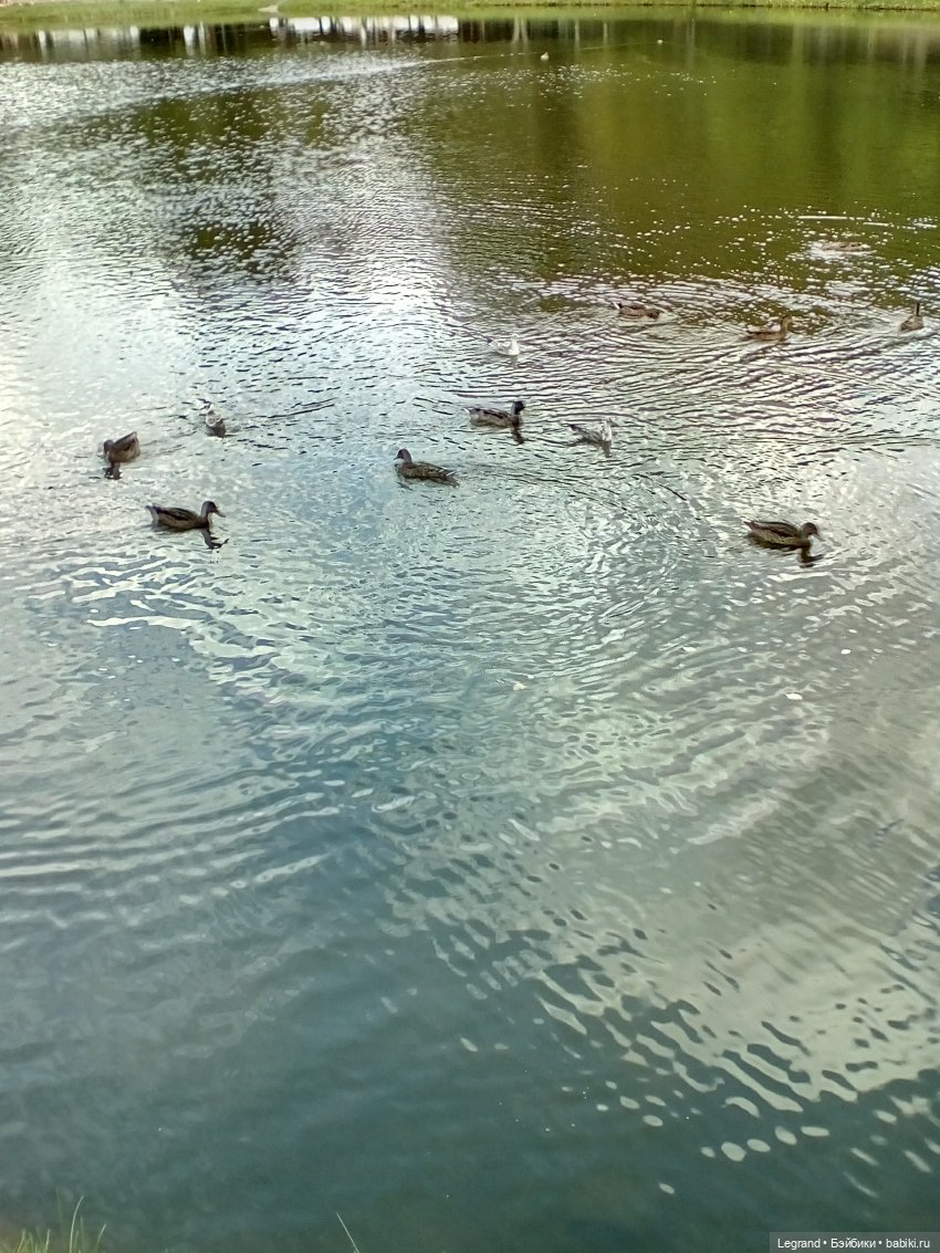 Петербург. Фонтаны в Парадном и Таврический сад. Милош и Норд