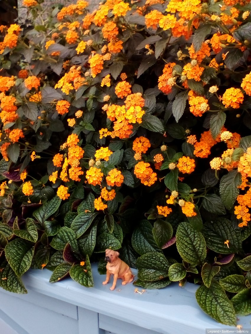 Петербург. Фонтаны в Парадном и Таврический сад. Милош и Норд | Бэйбики Петербург. Фонтаны в Парадном и Таврический сад. Милош и Норд