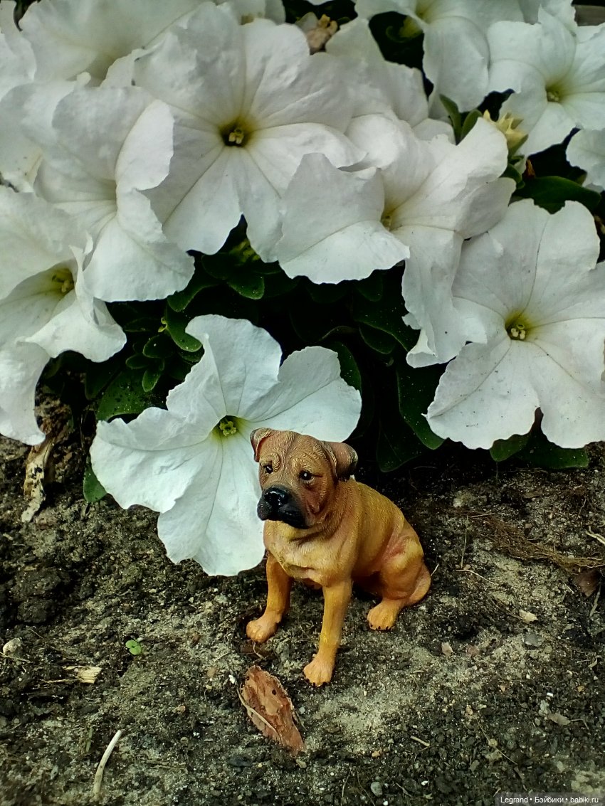 Петербург. Фонтаны в Парадном и Таврический сад. Милош и Норд | Бэйбики Петербург. Фонтаны в Парадном и Таврический сад. Милош и Норд (фото 7)