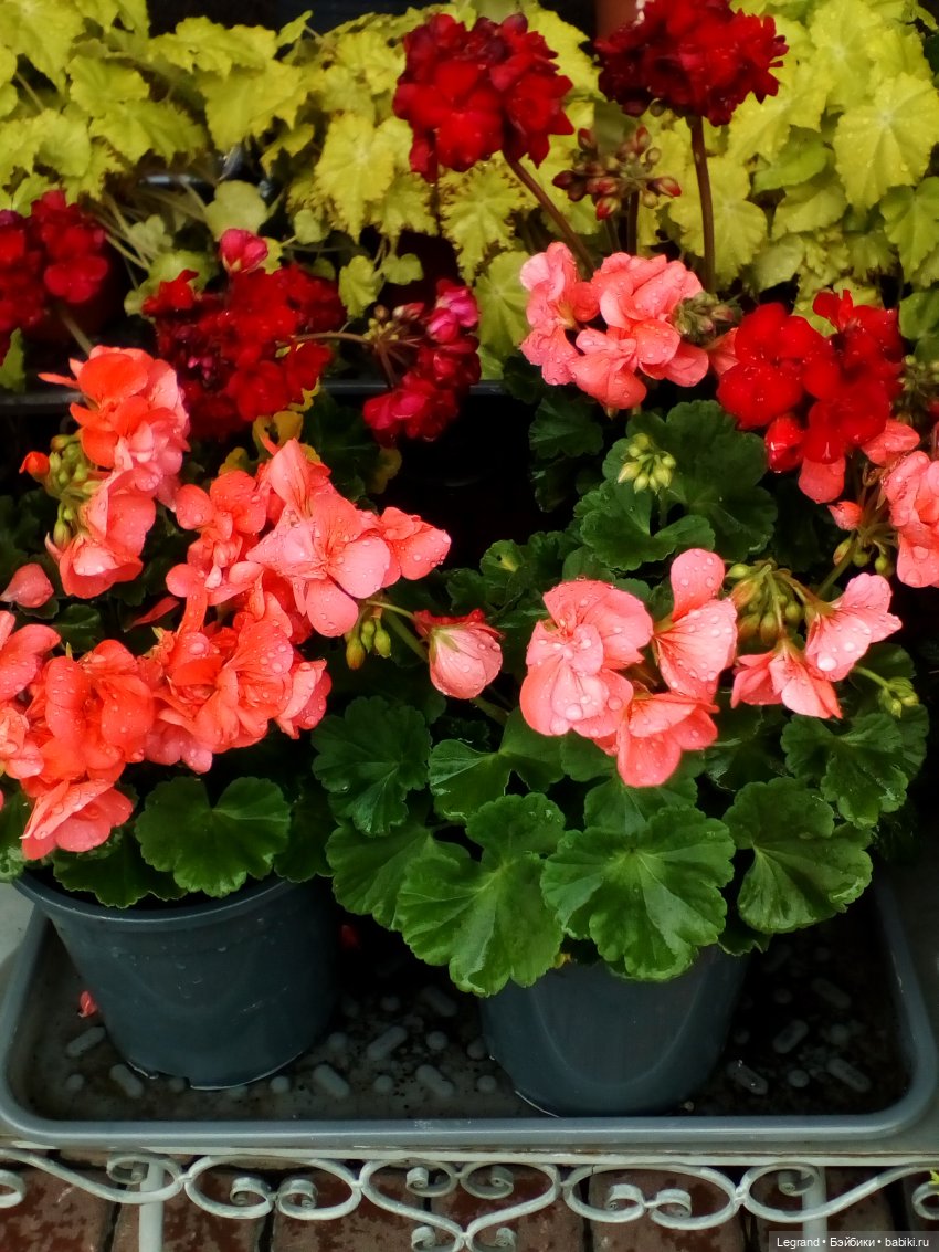 Петербург. Фонтаны в Парадном и Таврический сад. Милош и Норд | Бэйбики Петербург. Фонтаны в Парадном и Таврический сад. Милош и Норд (фото 9)