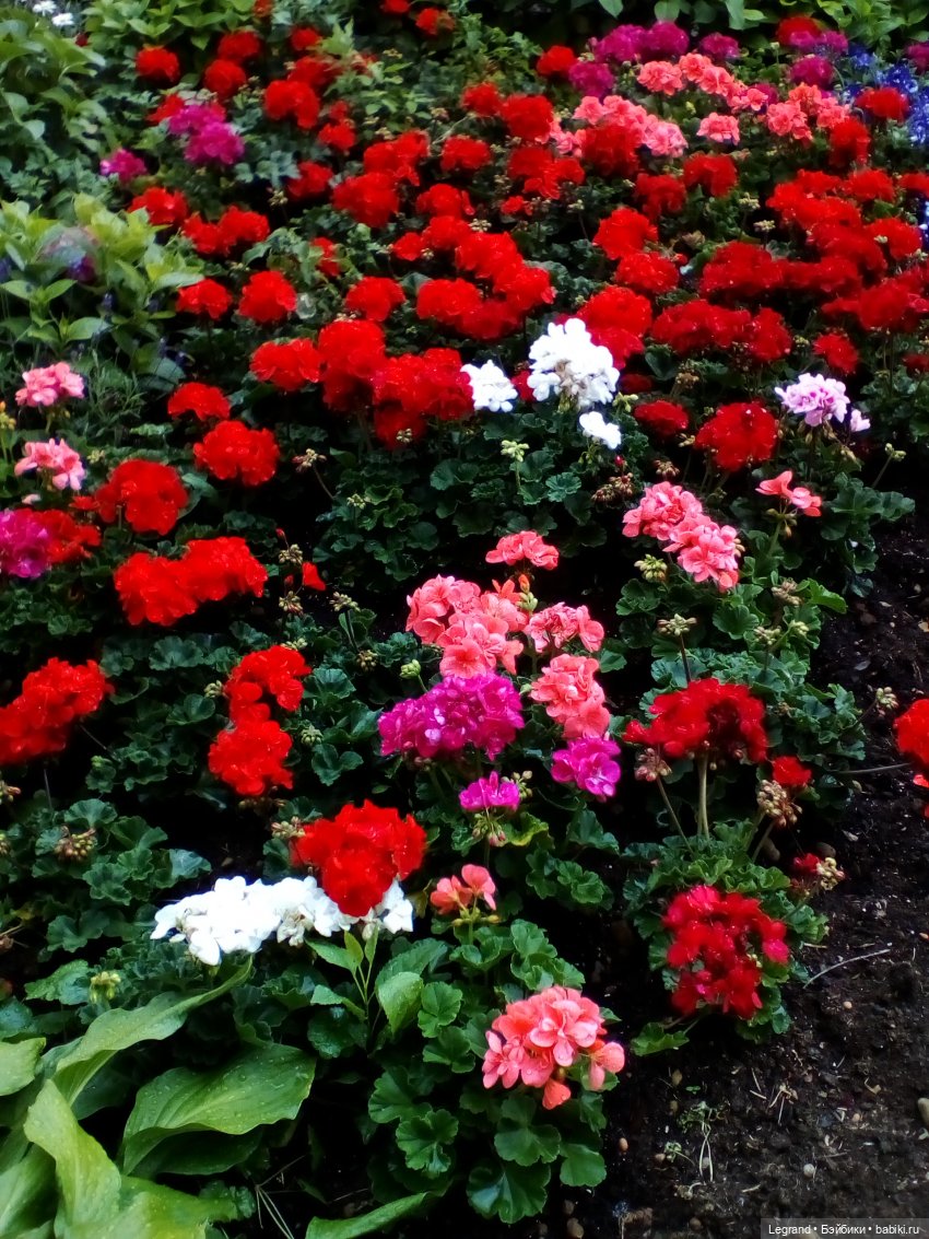 Петербург. Фонтаны в Парадном и Таврический сад. Милош и Норд | Бэйбики Петербург. Фонтаны в Парадном и Таврический сад. Милош и Норд (фото 8)