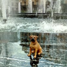 Петербург. Фонтаны в Парадном и Таврический сад. Милош и Норд