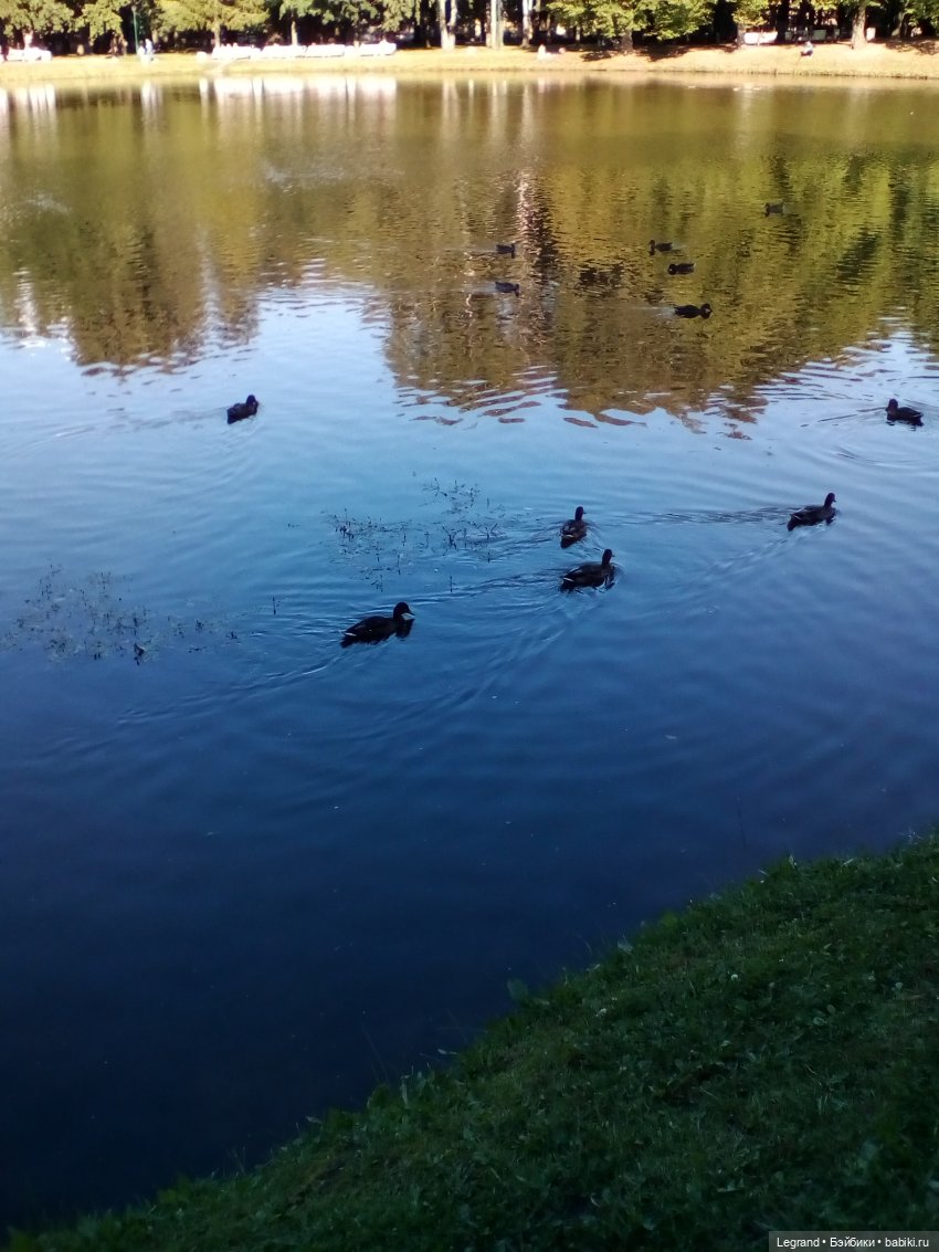 Петербург. Фонтаны в Парадном. Таврический сад. Домашние питомцы на прогулке | Бэйбики Петербург. Фонтаны в Парадном. Таврический сад. Домашние питомцы на прогулке