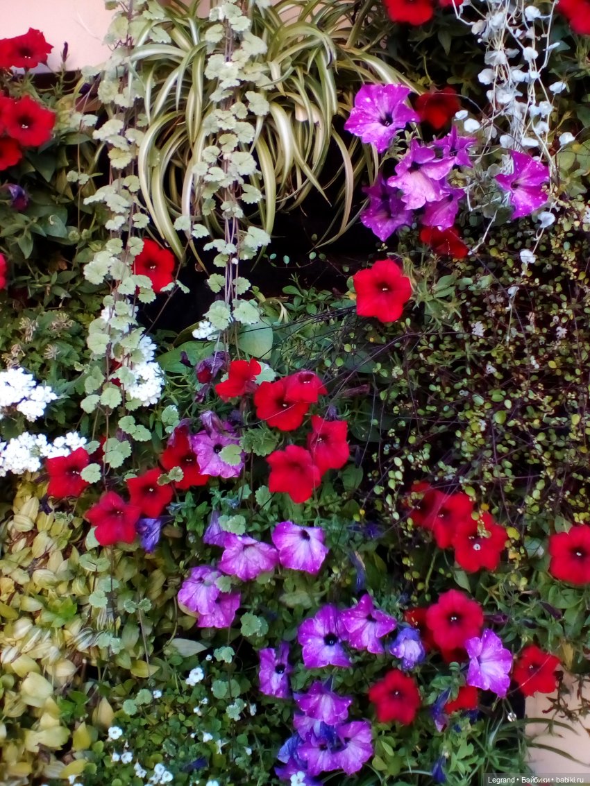 Петербург. Таврический сад. Ул.Радищева. Джан и Джесур (продолжение прогулки) | Бэйбики Петербург. Таврический сад. Ул.Радищева. Джан и Джесур (продолжение прогулки)