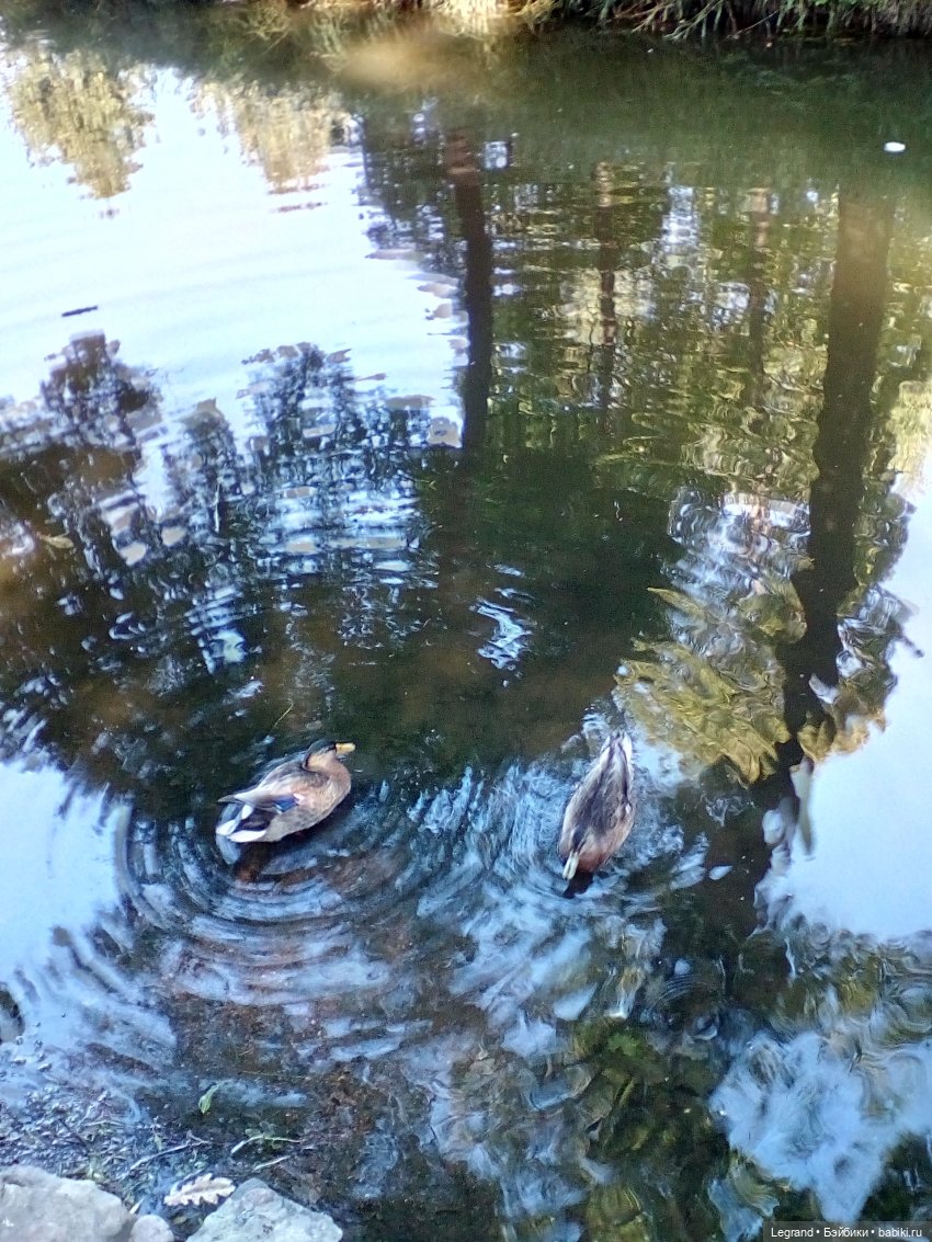 Петербург. Фонтаны в Парадном. Таврический сад. Домашние питомцы на прогулке | Бэйбики Петербург. Фонтаны в Парадном. Таврический сад. Домашние питомцы на прогулке