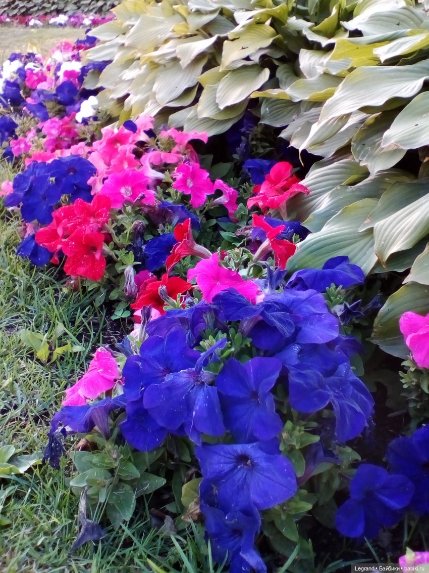 Петербург. Таврический сад. Ул.Радищева. Джан и Джесур (продолжение прогулки) | Бэйбики Петербург. Таврический сад. Ул.Радищева. Джан и Джесур (продолжение прогулки)