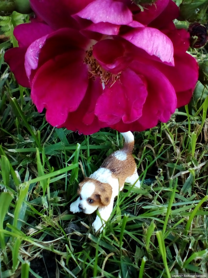 Петербург. Таврический сад. Ул.Радищева. Джан и Джесур (продолжение прогулки) | Бэйбики Петербург. Таврический сад. Ул.Радищева. Джан и Джесур (продолжение прогулки) (фото 10)