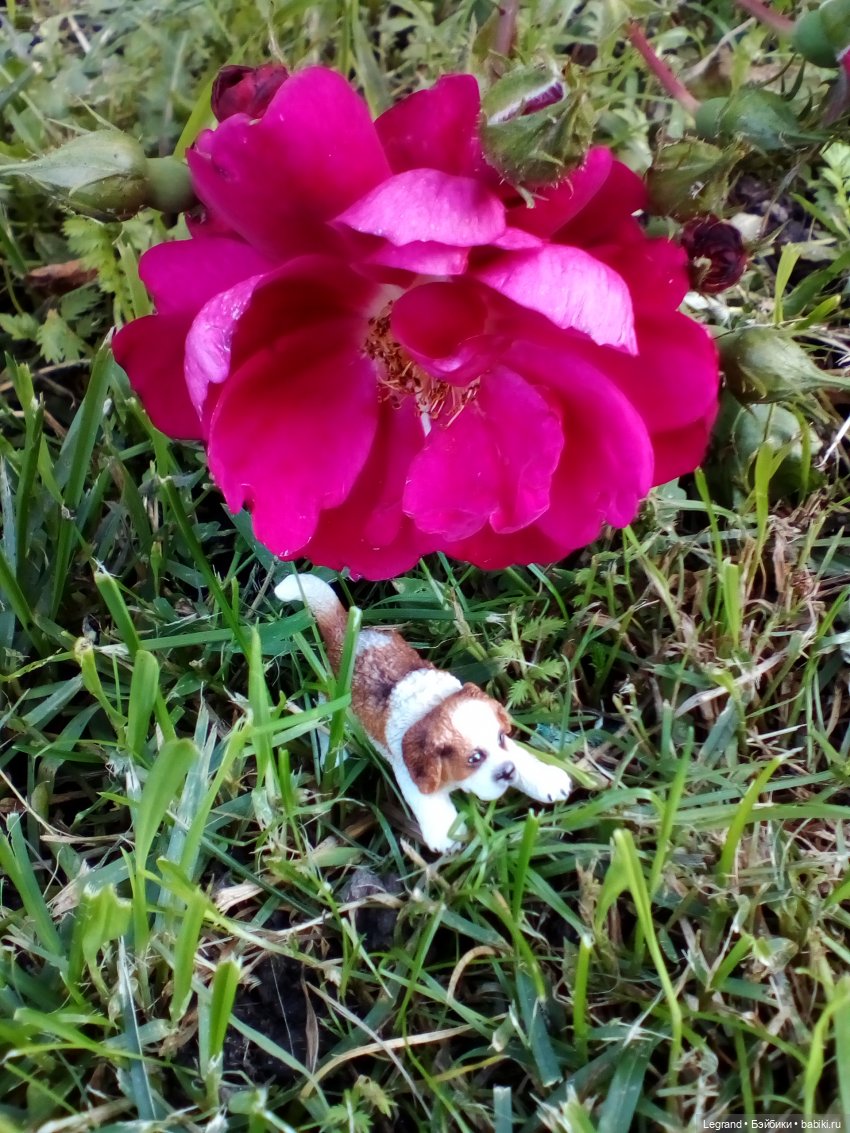 Петербург. Таврический сад. Ул.Радищева. Джан и Джесур (продолжение прогулки) | Бэйбики Петербург. Таврический сад. Ул.Радищева. Джан и Джесур (продолжение прогулки) (фото 8)