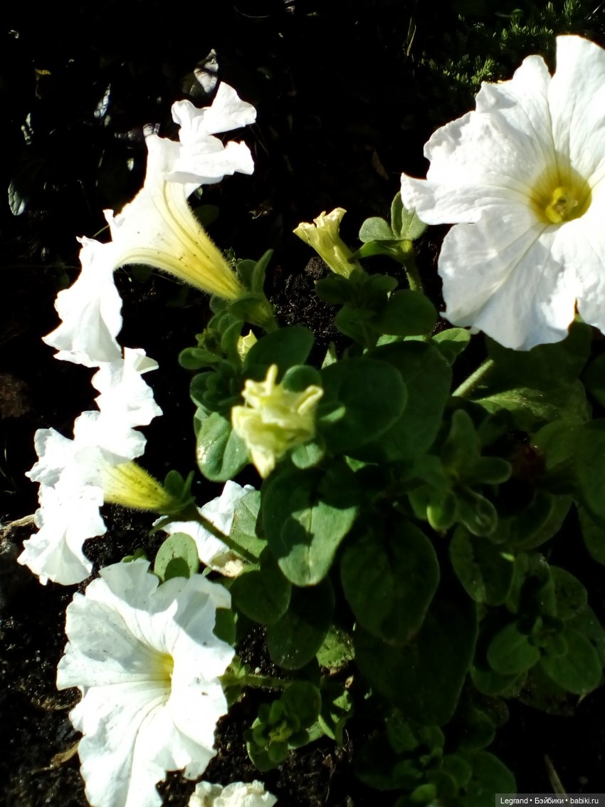 Петербург. Фонтаны в Парадном. Таврический сад. Домашние питомцы на прогулке | Бэйбики Петербург. Фонтаны в Парадном. Таврический сад. Домашние питомцы на прогулке