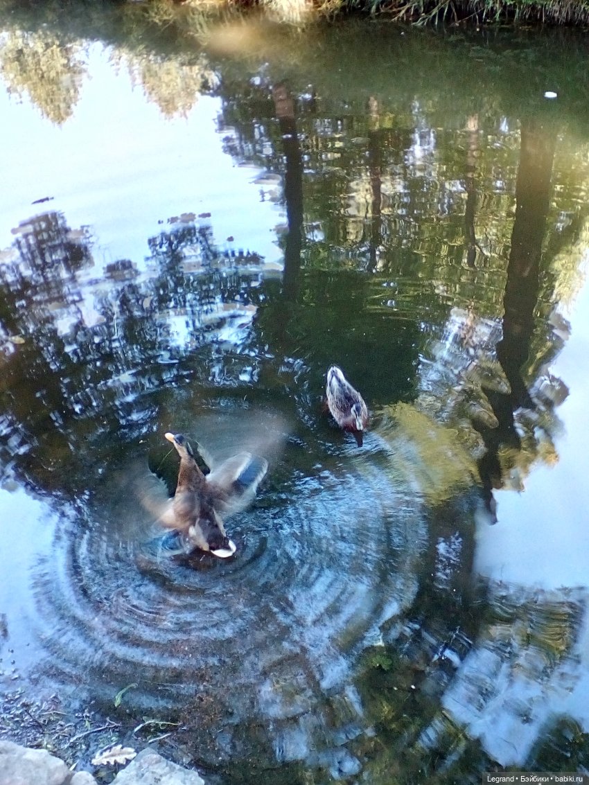 Петербург. Фонтаны в Парадном. Таврический сад. Домашние питомцы на прогулке | Бэйбики Петербург. Фонтаны в Парадном. Таврический сад. Домашние питомцы на прогулке
