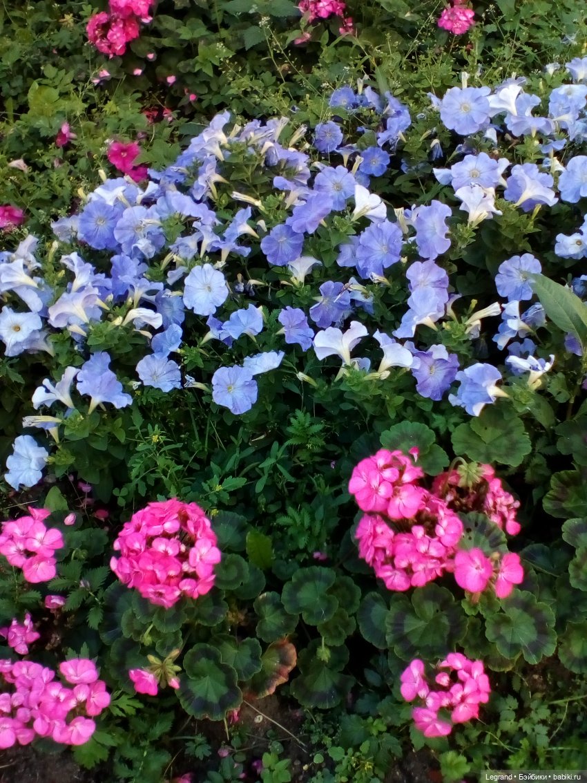 Петербург. Фонтаны в Парадном. Таврический сад. Домашние питомцы на прогулке | Бэйбики Петербург. Фонтаны в Парадном. Таврический сад. Домашние питомцы на прогулке