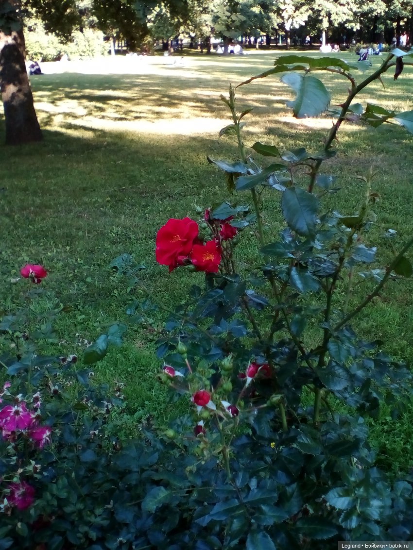 Петербург. Таврический сад. Ул.Радищева. Джан и Джесур (продолжение прогулки) | Бэйбики Петербург. Таврический сад. Ул.Радищева. Джан и Джесур (продолжение прогулки) (фото 7)