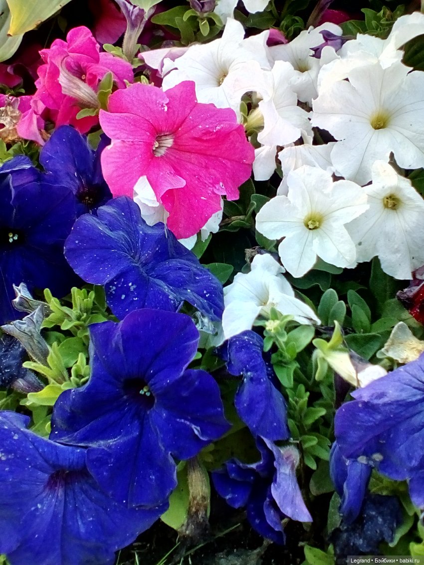 Петербург. Таврический сад. Ул.Радищева. Джан и Джесур (продолжение прогулки) | Бэйбики Петербург. Таврический сад. Ул.Радищева. Джан и Джесур (продолжение прогулки)