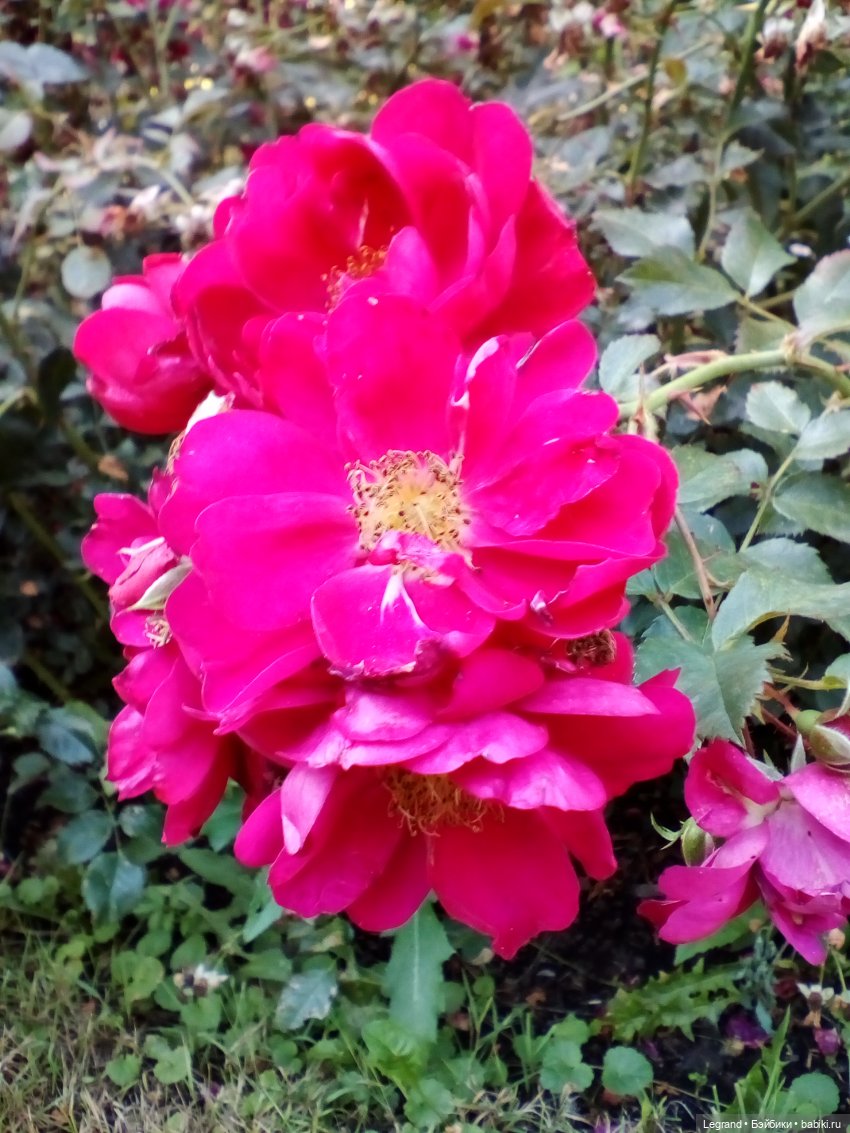 Петербург. Таврический сад. Ул.Радищева. Джан и Джесур (продолжение прогулки) | Бэйбики Петербург. Таврический сад. Ул.Радищева. Джан и Джесур (продолжение прогулки) (фото 5)