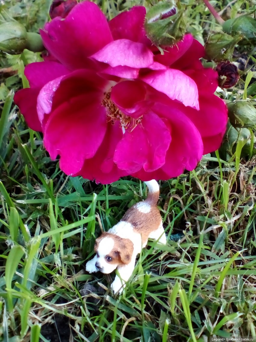 Петербург. Таврический сад. Ул.Радищева. Джан и Джесур (продолжение прогулки) | Бэйбики Петербург. Таврический сад. Ул.Радищева. Джан и Джесур (продолжение прогулки) (фото 9)