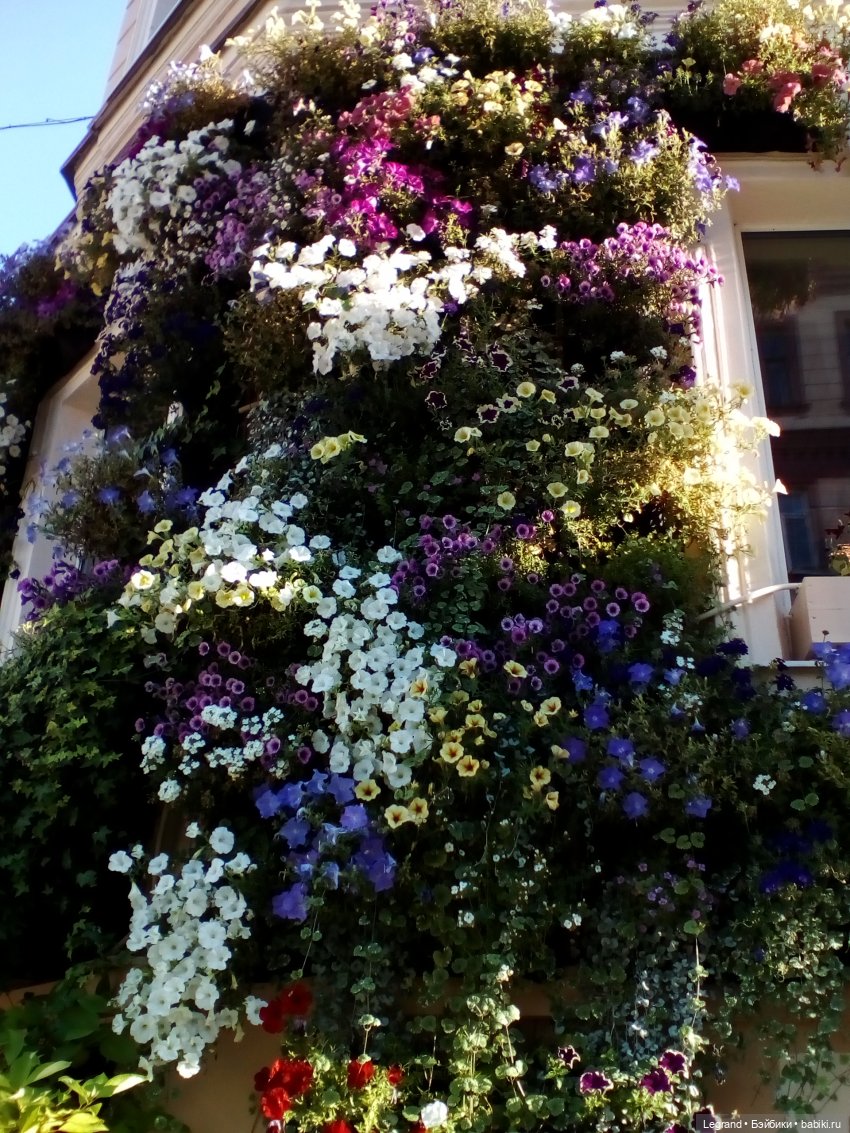 Петербург. Таврический сад. Ул.Радищева. Джан и Джесур (продолжение прогулки) | Бэйбики Петербург. Таврический сад. Ул.Радищева. Джан и Джесур (продолжение прогулки)