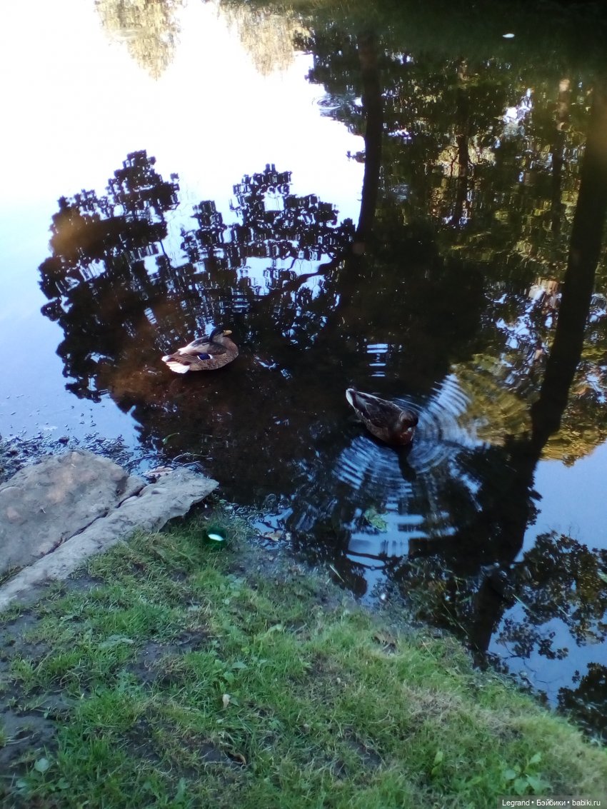 Петербург. Фонтаны в Парадном. Таврический сад. Домашние питомцы на прогулке | Бэйбики Петербург. Фонтаны в Парадном. Таврический сад. Домашние питомцы на прогулке