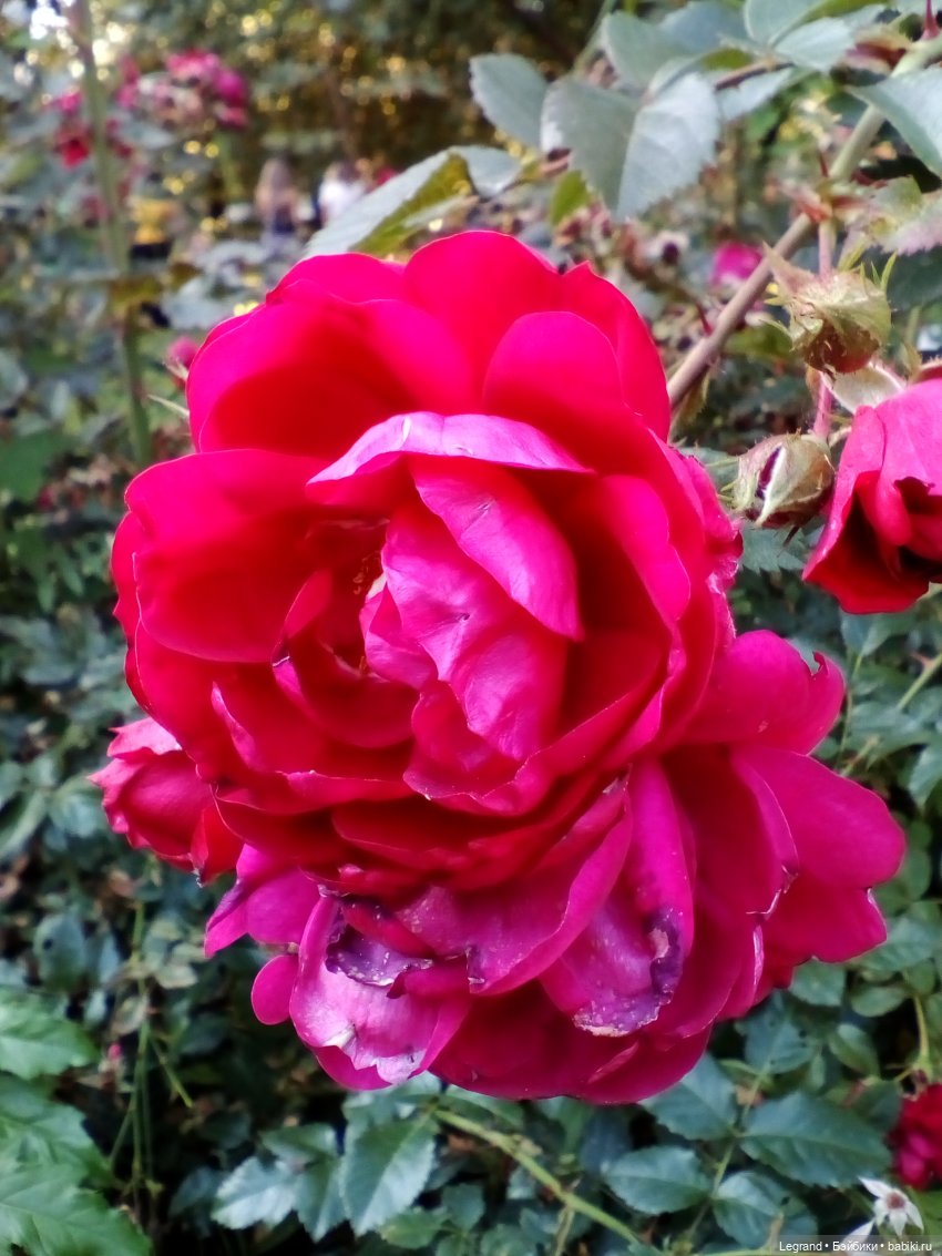 Петербург. Таврический сад. Ул.Радищева. Джан и Джесур (продолжение прогулки) | Бэйбики Петербург. Таврический сад. Ул.Радищева. Джан и Джесур (продолжение прогулки) (фото 6)