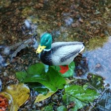 Петербург. Фонтаны в Парадном. Таврический сад. Домашние питомцы на прогулке