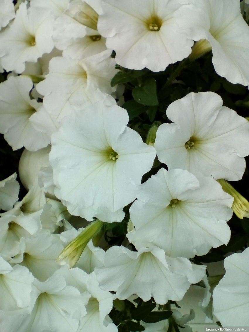 Петербург. Нева. Норд и Лукум. Прогулка перед ливнем