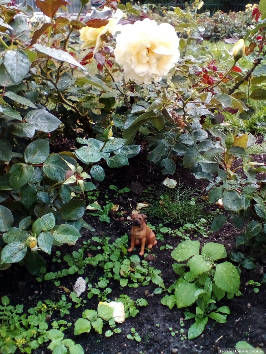 Петербург. Нева. Норд и Лукум. Прогулка перед ливнем