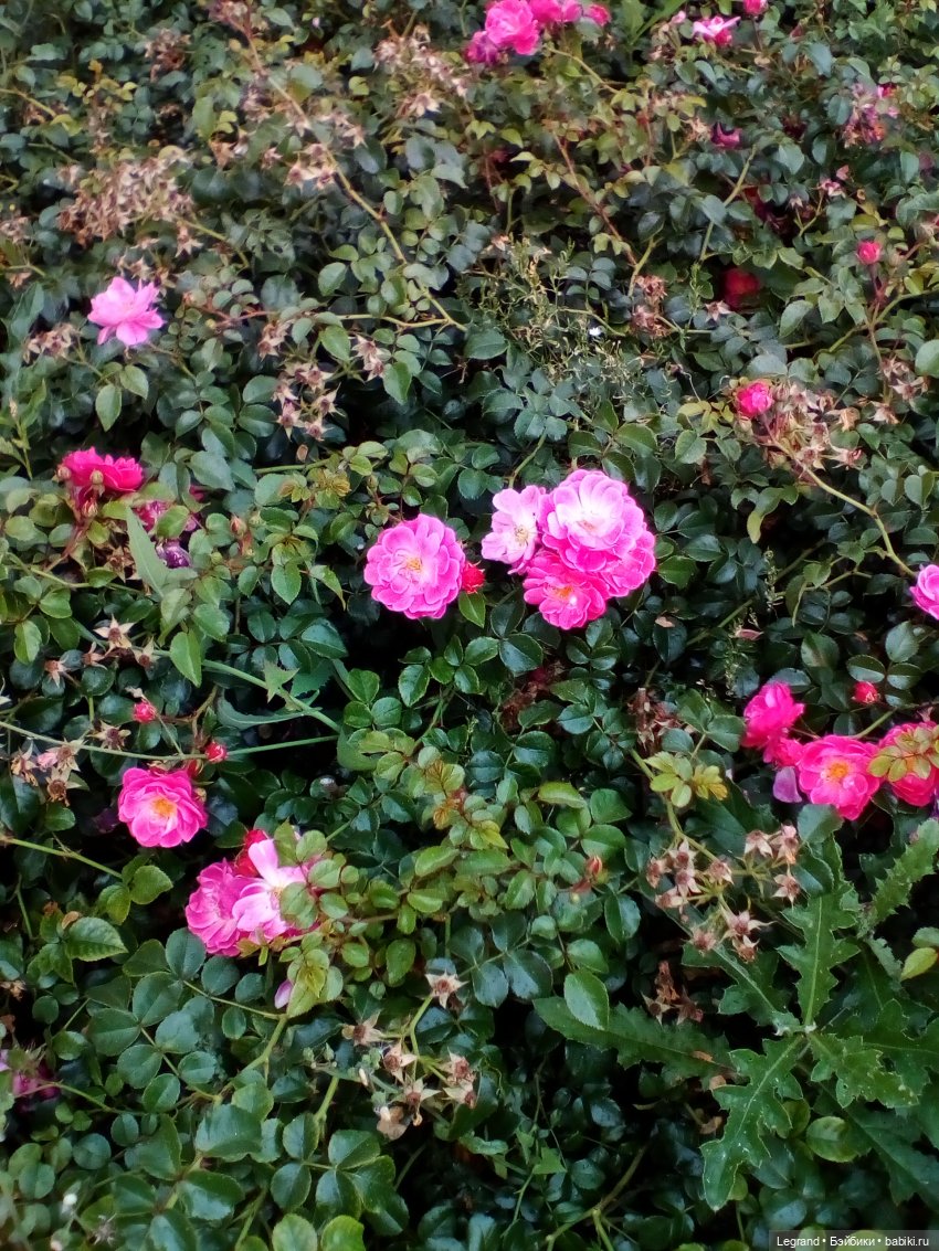 Петербург. Нева. Норд и Лукум. Прогулка перед ливнем