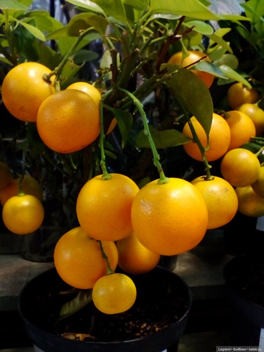 Петербург. Нева. Норд и Лукум. Прогулка перед ливнем