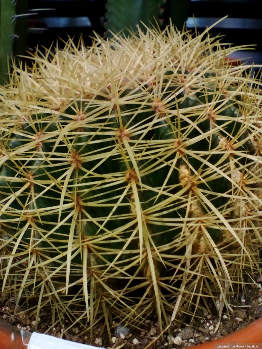 Петербург. Нева. Норд и Лукум. Прогулка перед ливнем