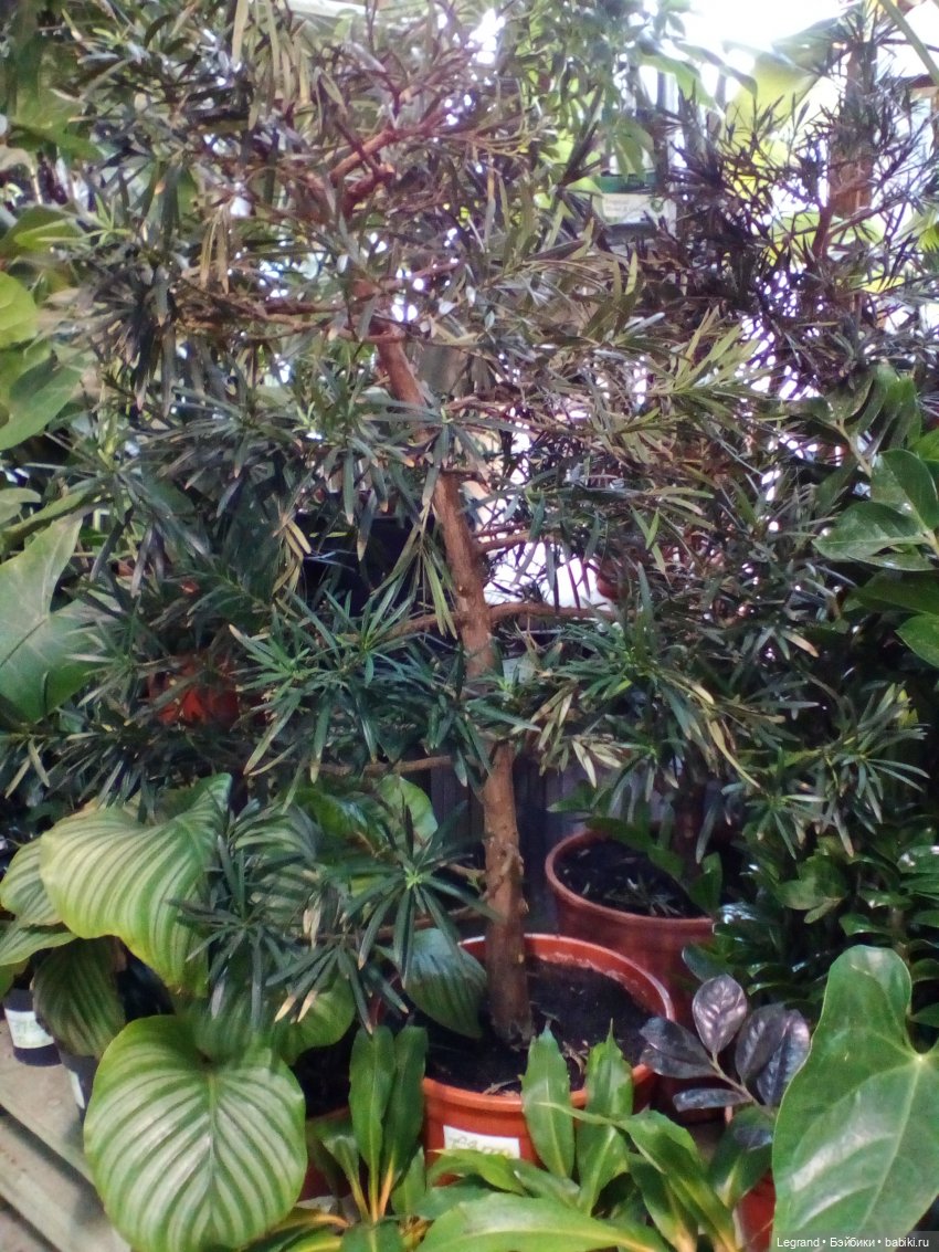 Петербург. Нева. Норд и Лукум. Прогулка перед ливнем