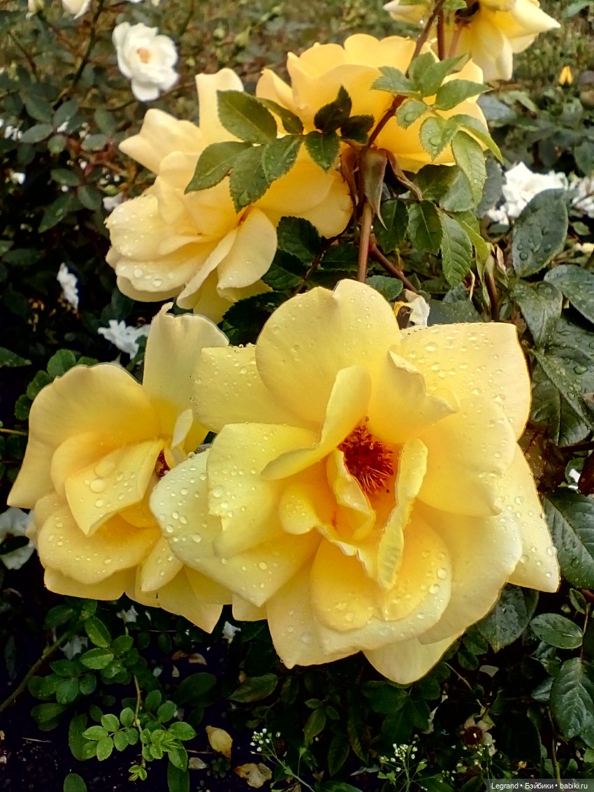 Петербург. Нева. Норд и Лукум. Прогулка перед ливнем