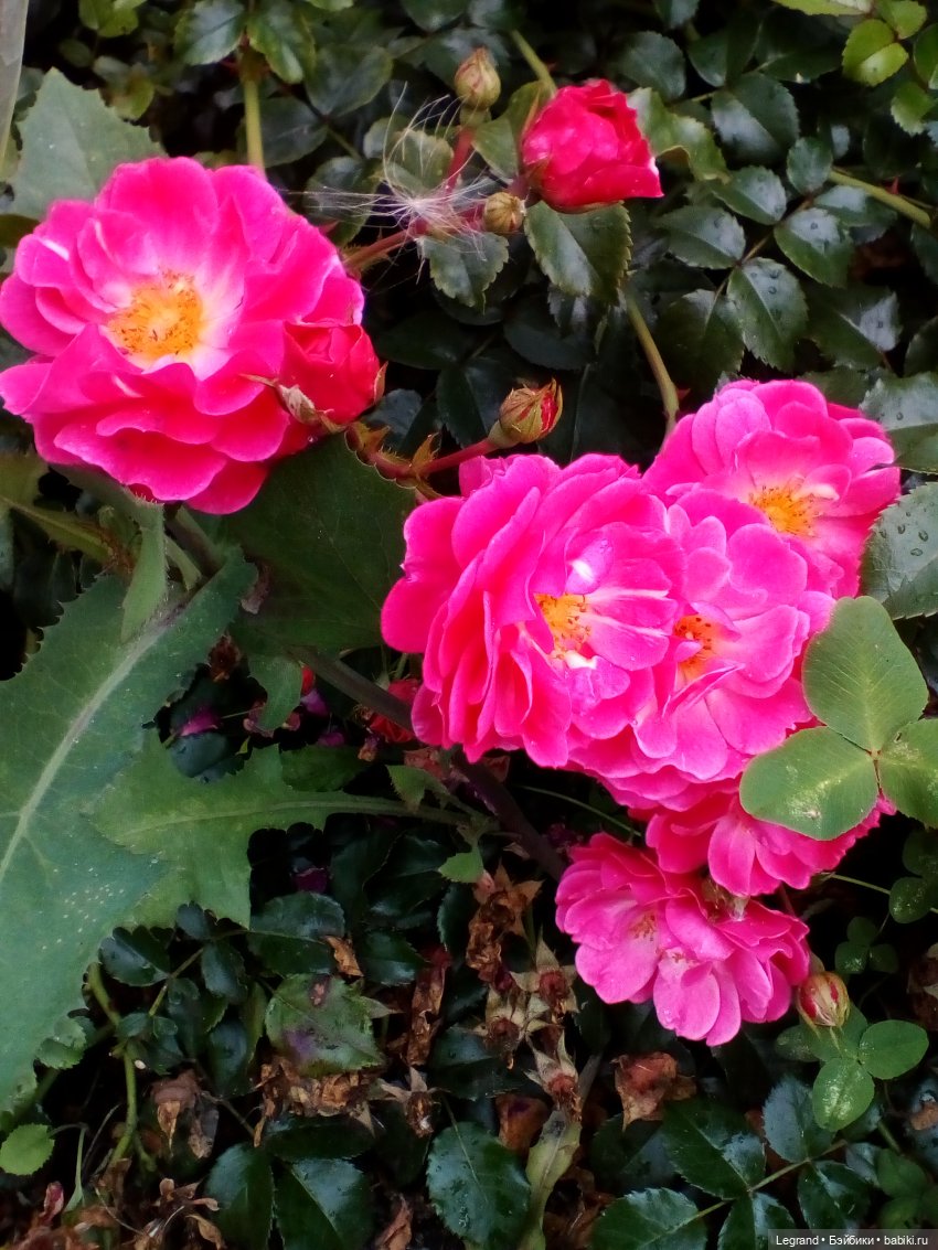 Петербург. Нева. Норд и Лукум. Прогулка перед ливнем