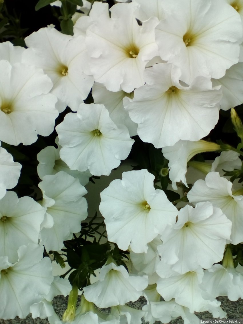 Петербург. Нева. Норд и Лукум. Прогулка перед ливнем (фото 2)