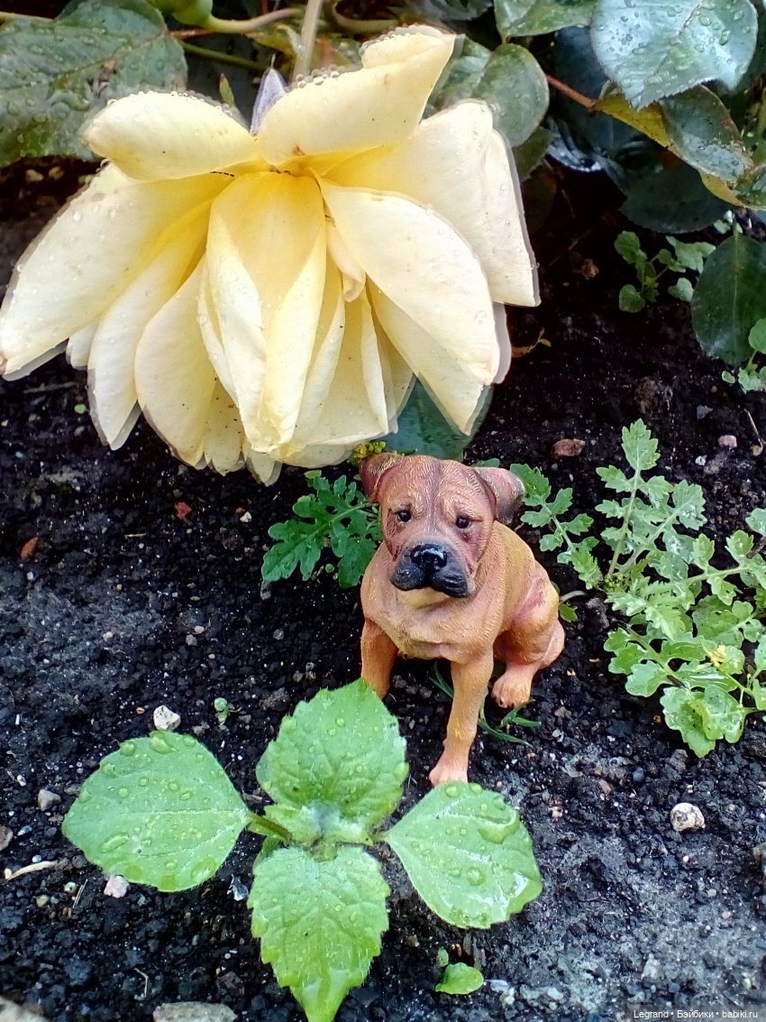 Петербург. Нева. Норд и Лукум. Прогулка перед ливнем