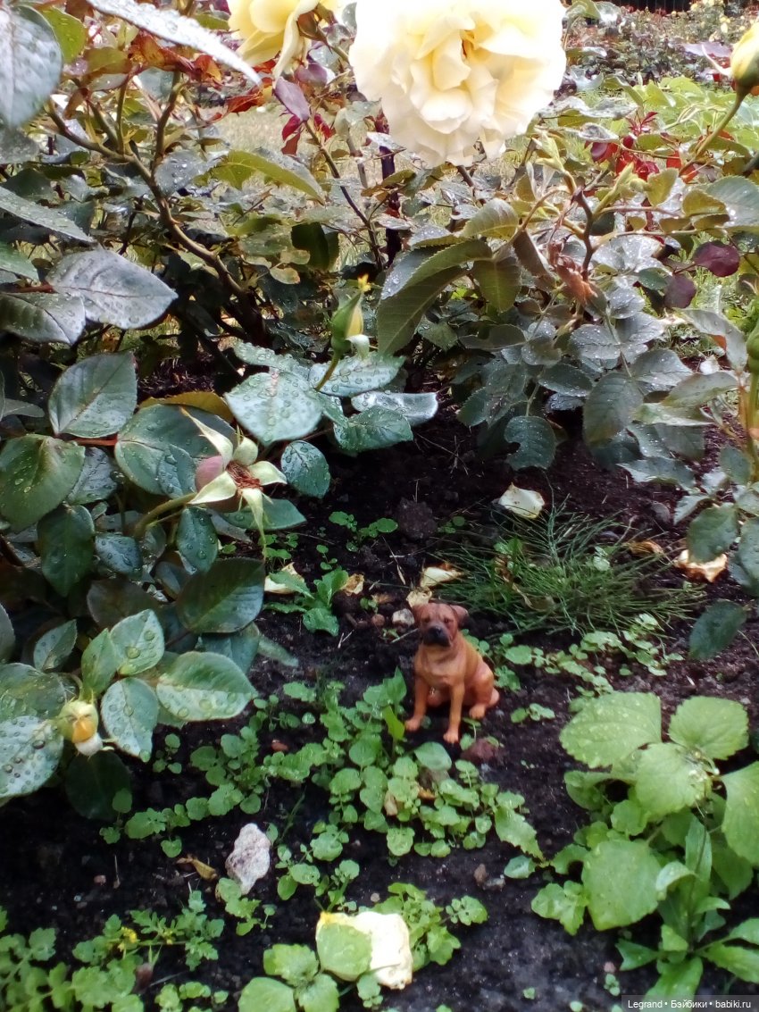 Петербург. Нева. Норд и Лукум. Прогулка перед ливнем