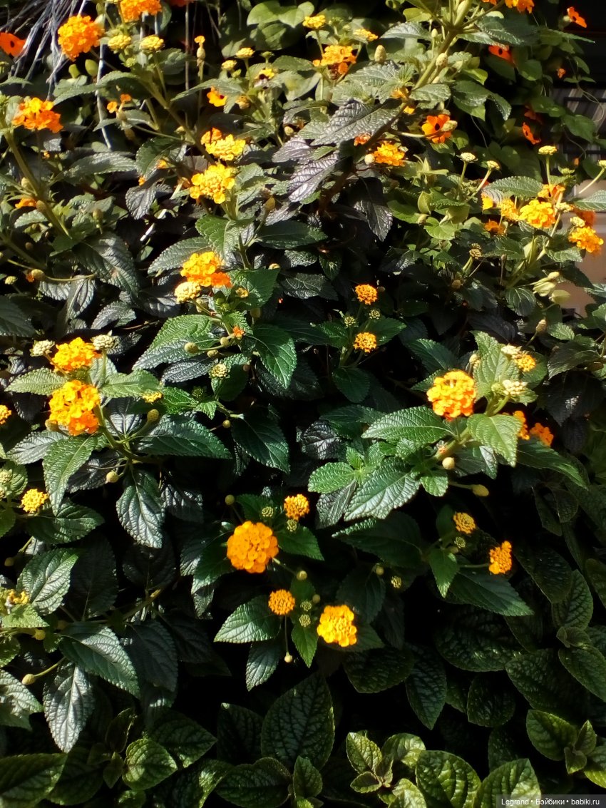 Петербург. Парадный квартал, Таврический сад. Гри и черепашки (фото 10)