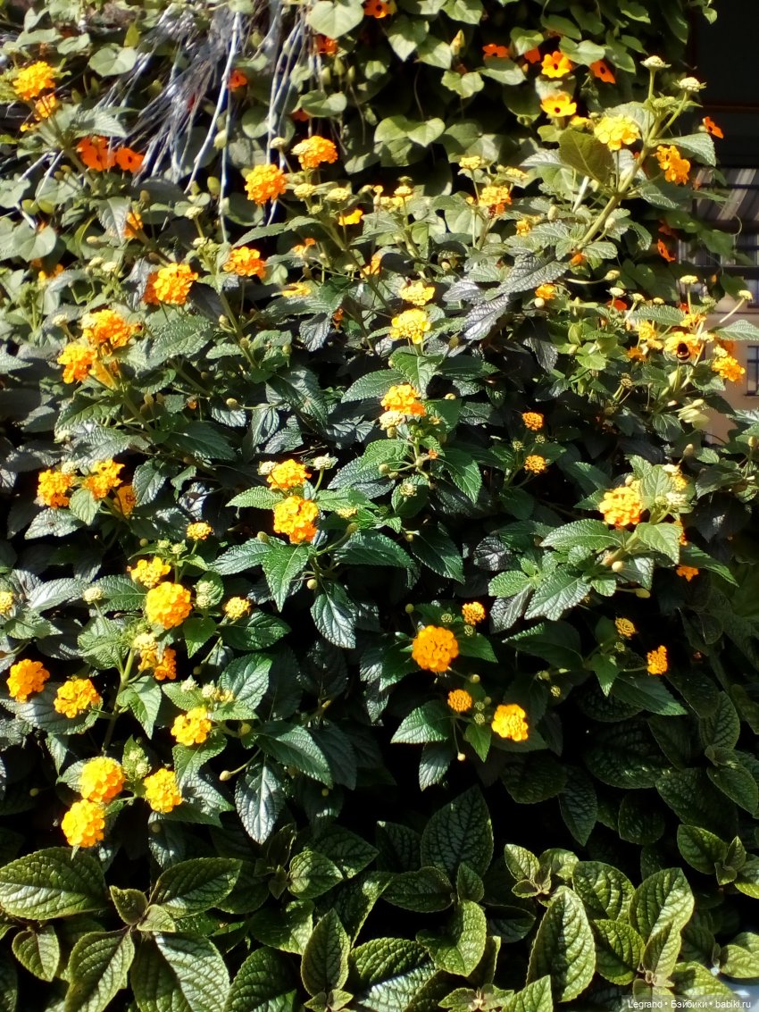 Петербург. Парадный квартал, Таврический сад. Гри и черепашки (фото 9)