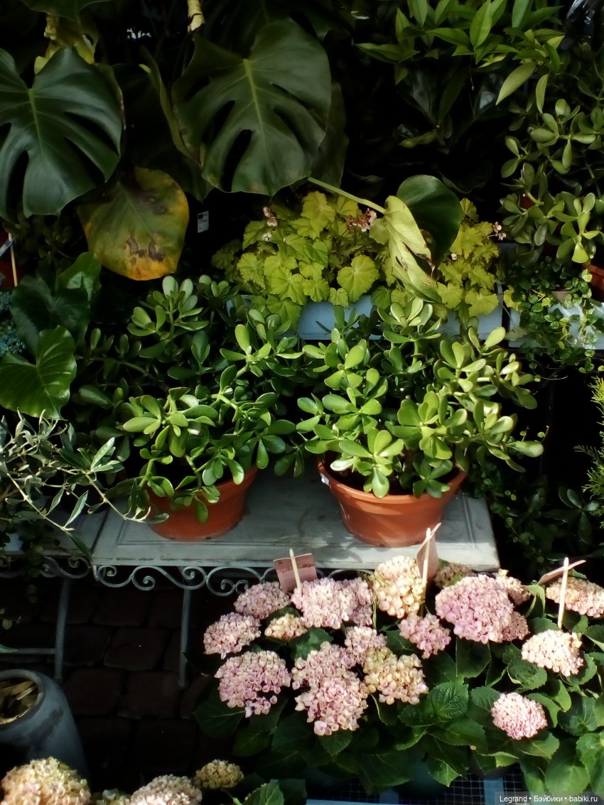 Петербург. Парадный квартал, Таврический сад. Гри и черепашки