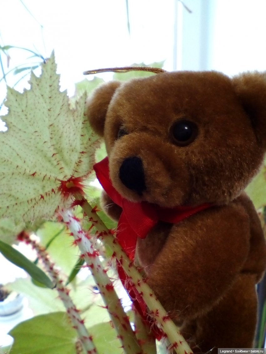 Мишель и Стефан. Прогулка в цветах и вечернее чаепитие | Бэйбики Мишель и Стефан. Прогулка в цветах и вечернее чаепитие (фото 2)