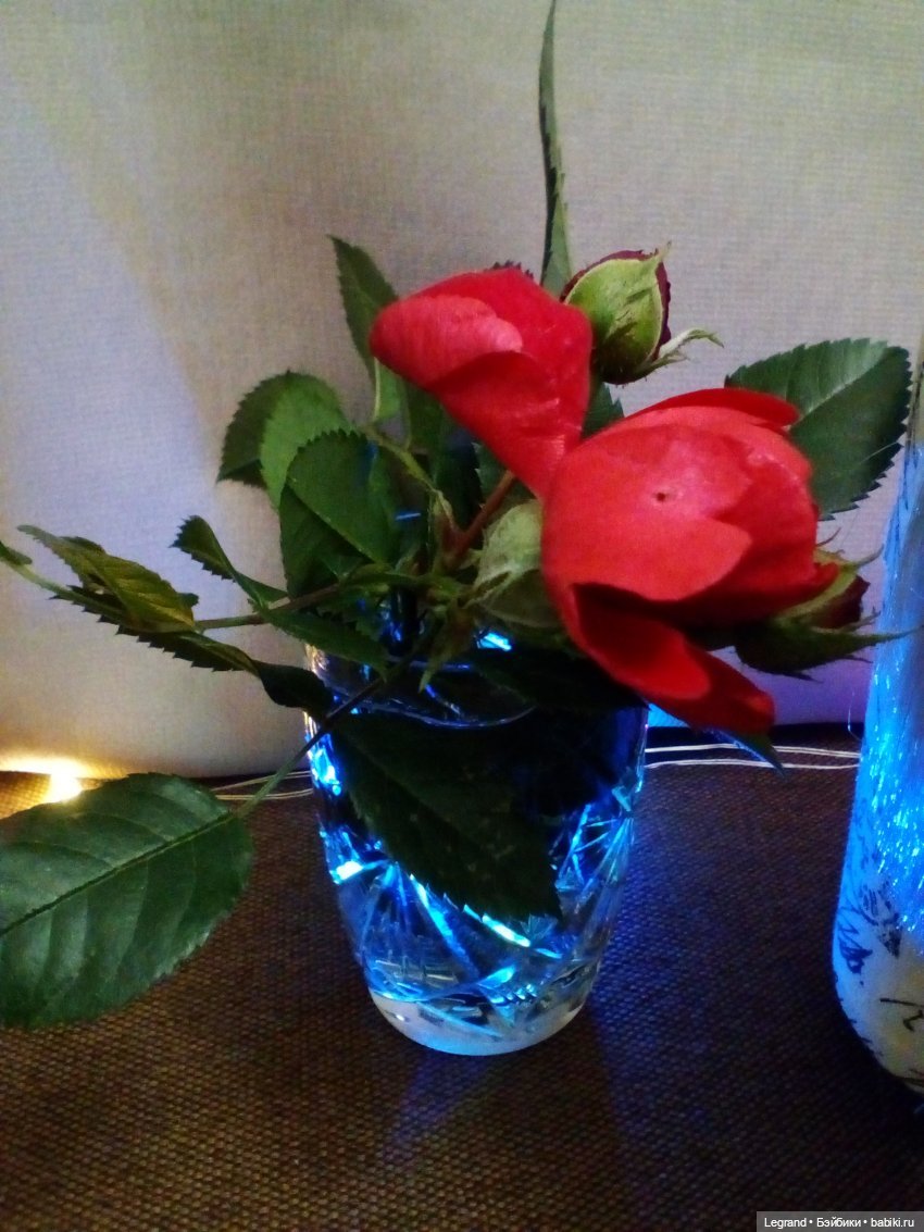 Они сами пишут свои истории: "Что делать с Элли?"