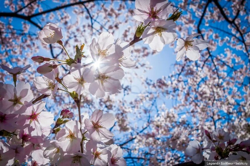 Я видел сон... Стихи Оливье (фото 6)
