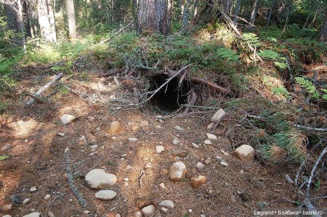 Пембе и Гри: из жизни медведей в начале ноября (фото 6)