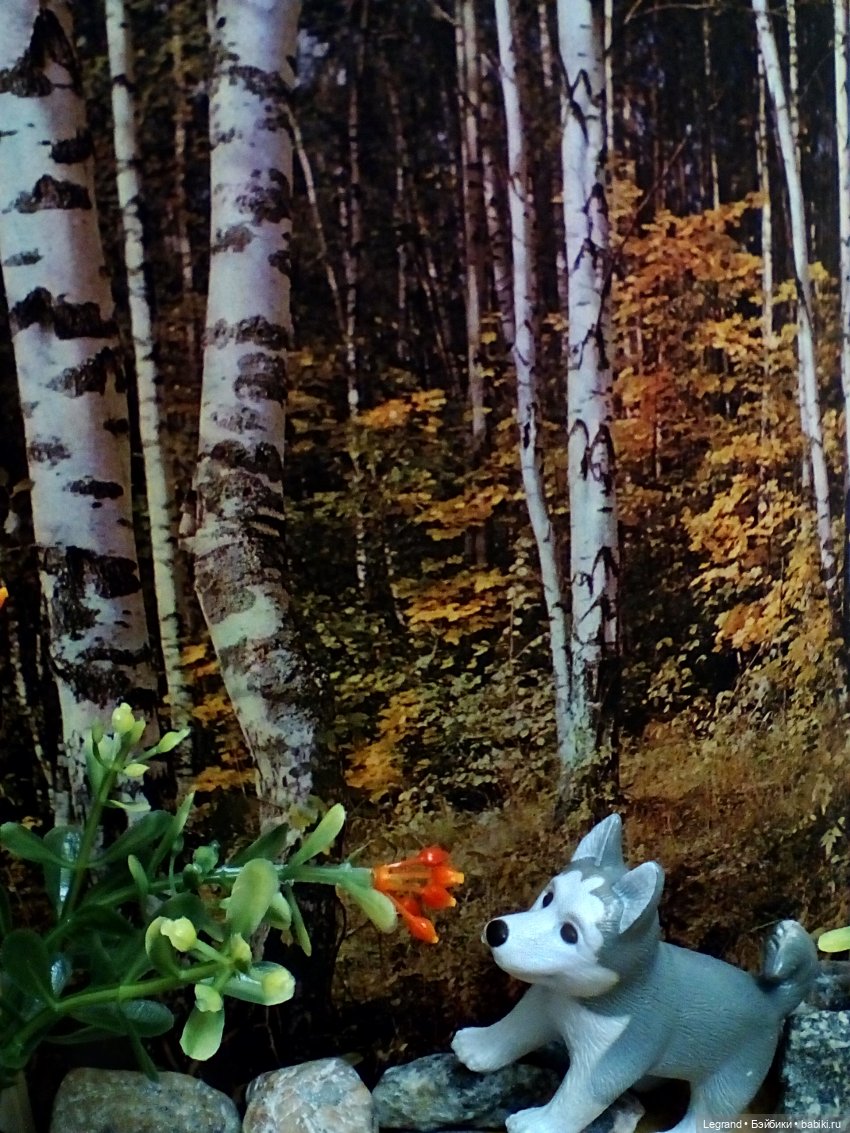 Лурения: селезень и другие питомцы на прогулке